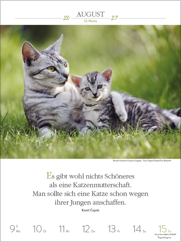 Literaturkalender Katzen 2027, Innenansicht #8
