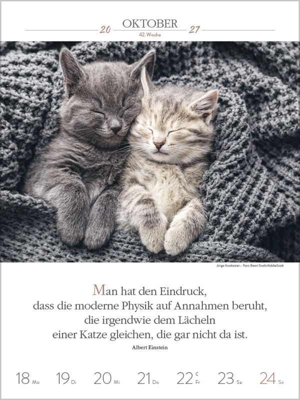 Literaturkalender Katzen 2027, Innenansicht #11