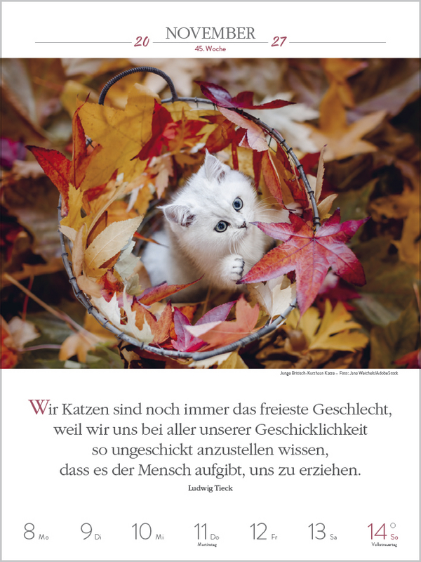 Literaturkalender Katzen 2027, Innenansicht #12