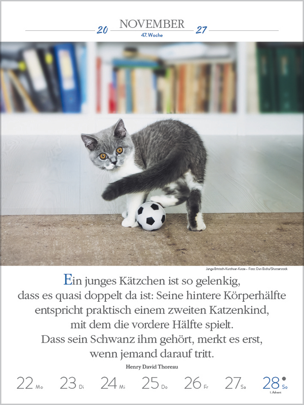 Literaturkalender Katzen 2027, Innenansicht #13