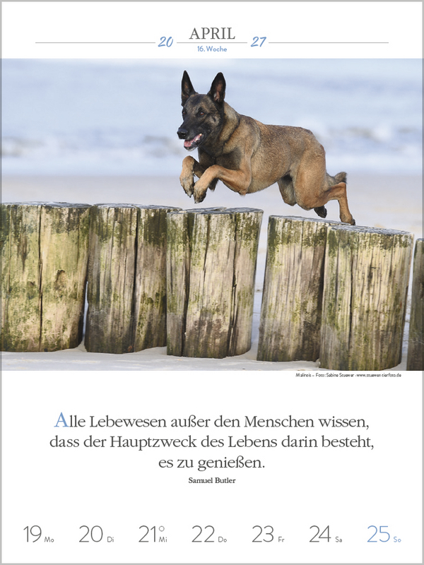 Literaturkalender Hunde 2027, Innenansicht #5