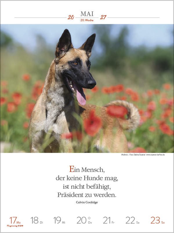 Literaturkalender Hunde 2027, Innenansicht #7