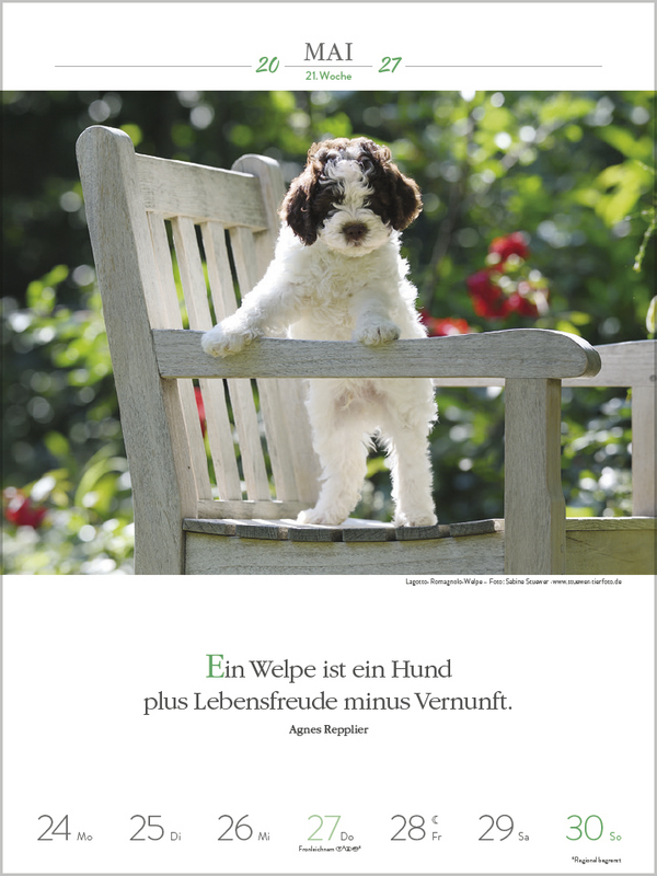 Literaturkalender Hunde 2027, Innenansicht #8