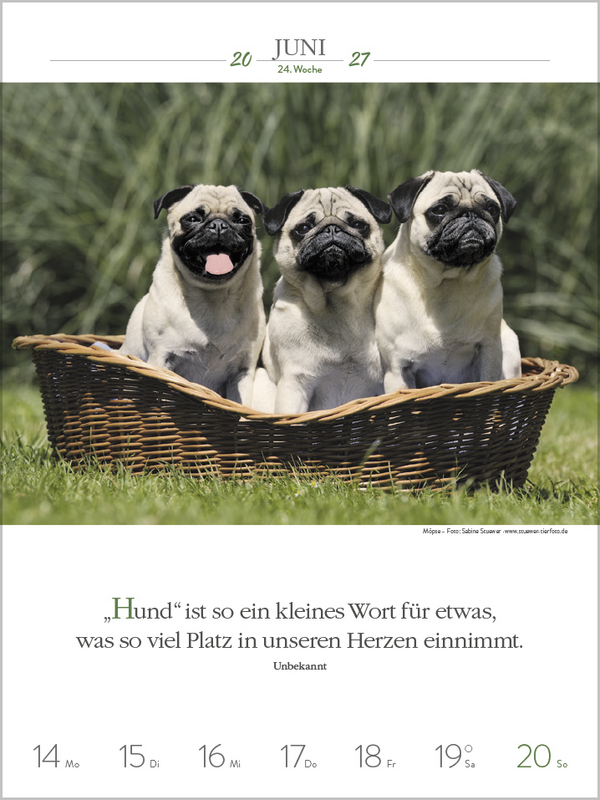 Literaturkalender Hunde 2027, Innenansicht #9
