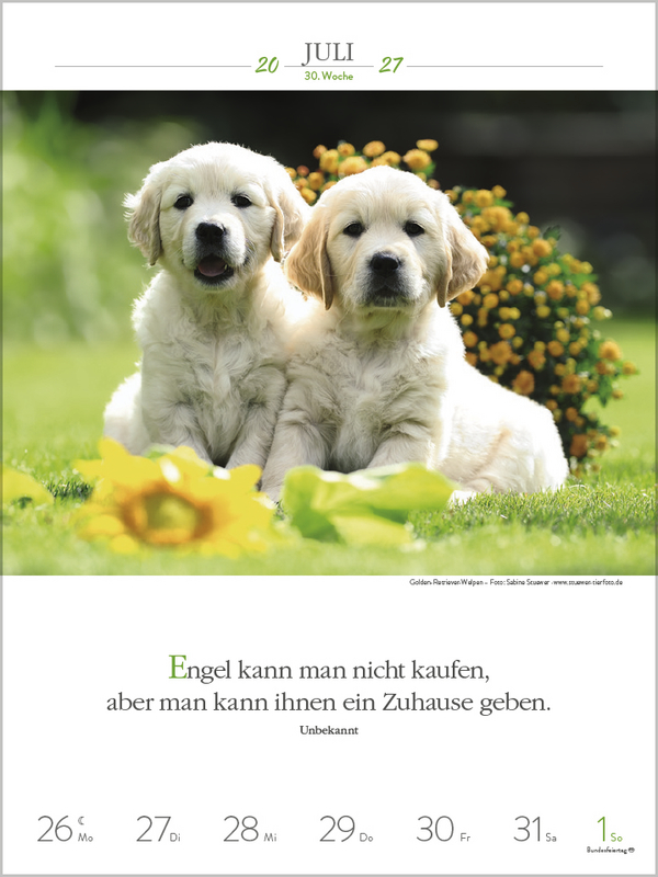 Literaturkalender Hunde 2027, Innenansicht #11