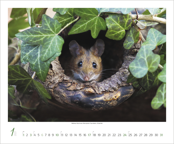 WaldLife 2027, Innenansicht #1