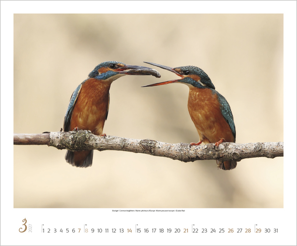 WaldLife 2027, Innenansicht #3