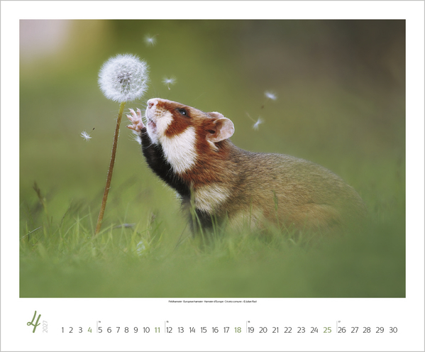 WaldLife 2027, Innenansicht #4