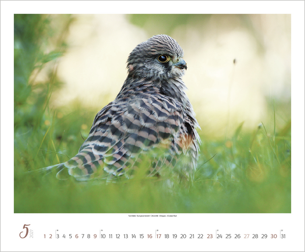 WaldLife 2027, Innenansicht #5