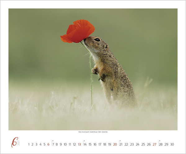 WaldLife 2027, Innenansicht #6