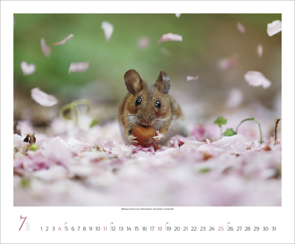 WaldLife 2027, Innenansicht #7