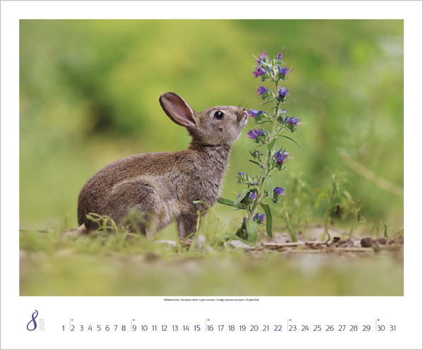 WaldLife 2027, Innenansicht #8