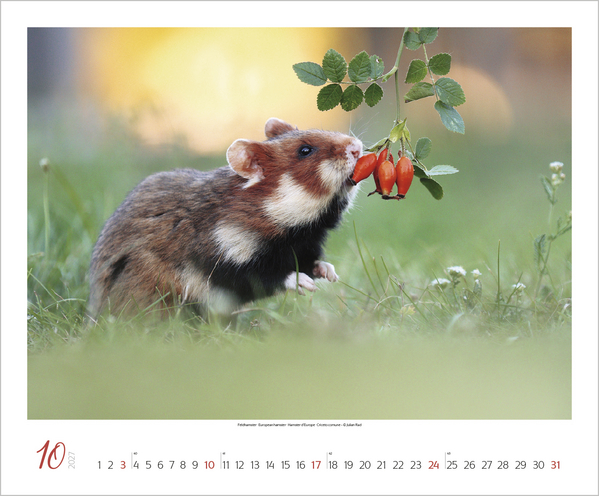 WaldLife 2027, Innenansicht #10