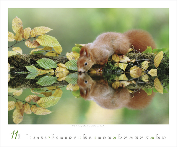 WaldLife 2027, Innenansicht #11