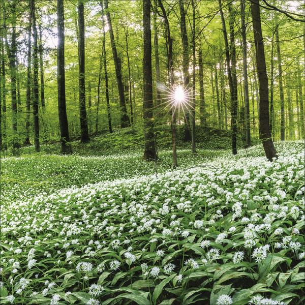 Magische W&auml;lder 2027, Innenansicht #3