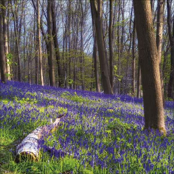 Magische W&auml;lder 2027, Innenansicht #4