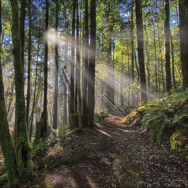 Magische W&auml;lder 2027, Innenansicht #6