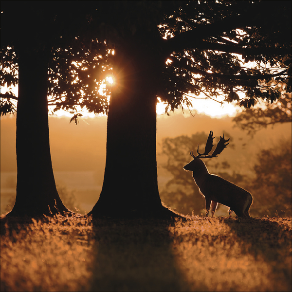 Magische W&auml;lder 2027, Innenansicht #7