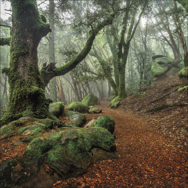 Magische W&auml;lder 2027, Innenansicht #9