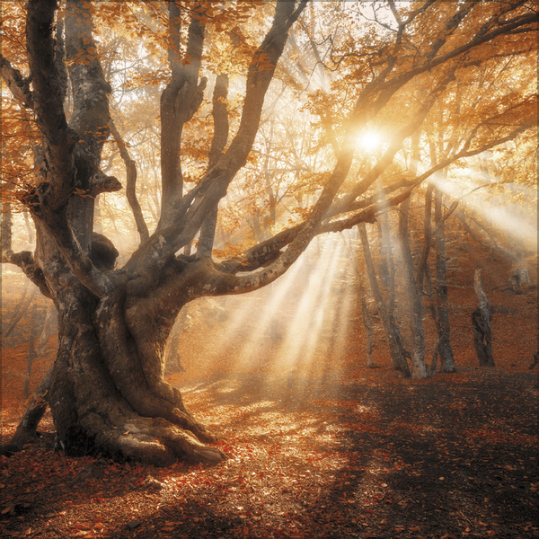 Magische W&auml;lder 2027, Innenansicht #10