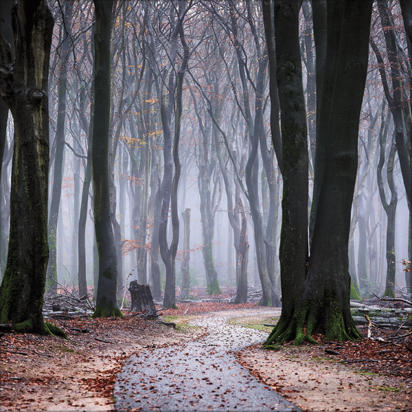 Magische W&auml;lder 2027, Innenansicht #11