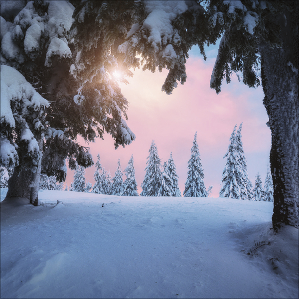 Magische W&auml;lder 2027, Innenansicht #12