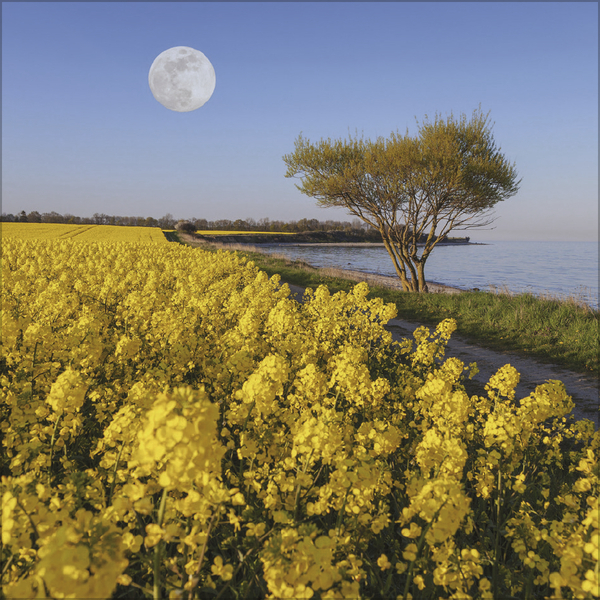 Der gro&szlig;e Mondplaner 2027, Innenansicht #5