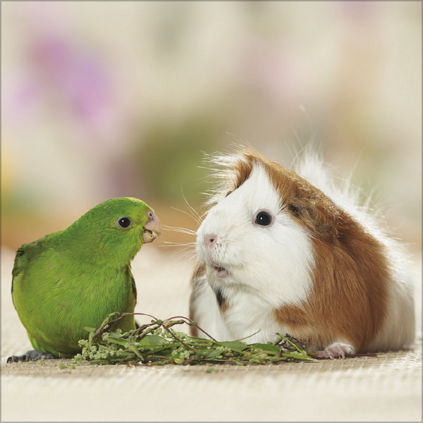 Tierfreundschaften - Familientimer 2027, Innenansicht #3