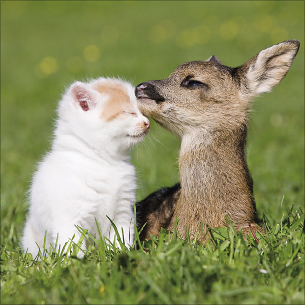 Tierfreundschaften - Familientimer 2027, Innenansicht #4