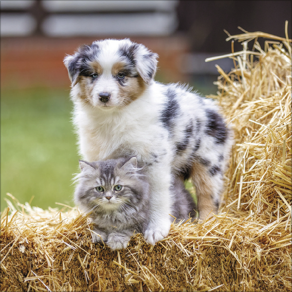 Tierfreundschaften - Familientimer 2027, Innenansicht #5