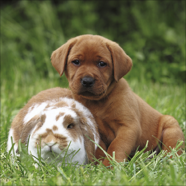 Tierfreundschaften - Familientimer 2027, Innenansicht #6