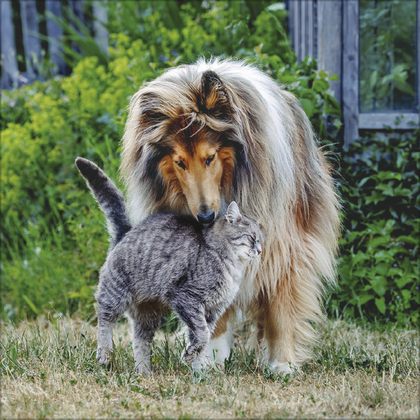 Tierfreundschaften - Familientimer 2027, Innenansicht #7