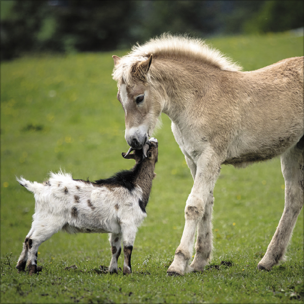 Tierfreundschaften - Familientimer 2027, Innenansicht #9