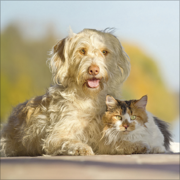 Tierfreundschaften - Familientimer 2027, Innenansicht #10