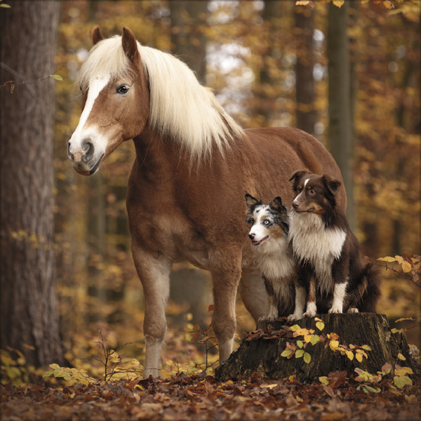 Tierfreundschaften - Familientimer 2027, Innenansicht #11