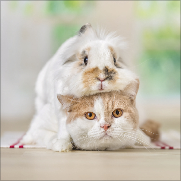 Tierfreundschaften - Familientimer 2027, Innenansicht #12