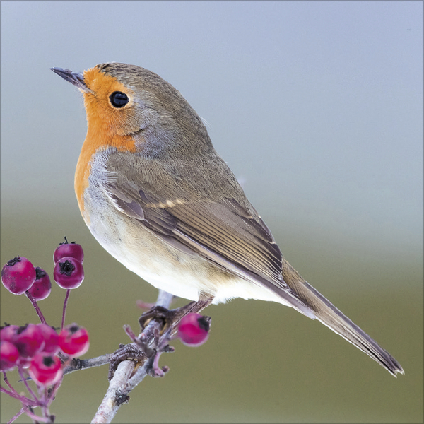 V&ouml;gel 2027, Innenansicht #2