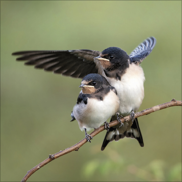 V&ouml;gel 2027, Innenansicht #3