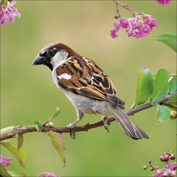 V&ouml;gel 2027, Innenansicht #4