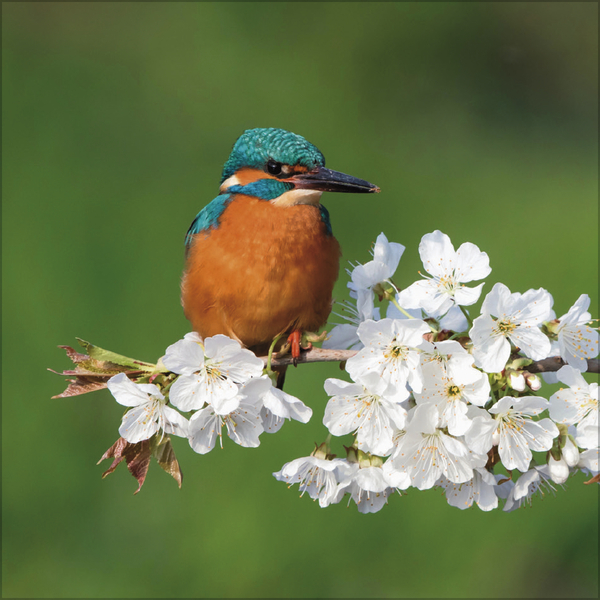 V&ouml;gel 2027, Innenansicht #5