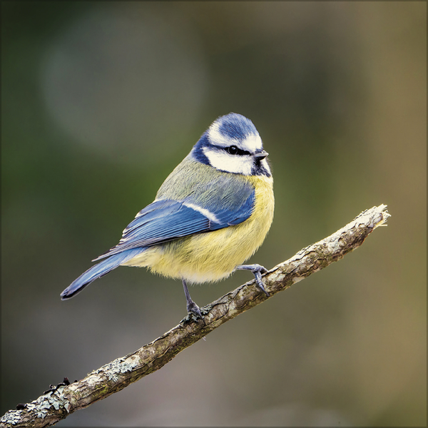 V&ouml;gel 2027, Innenansicht #6