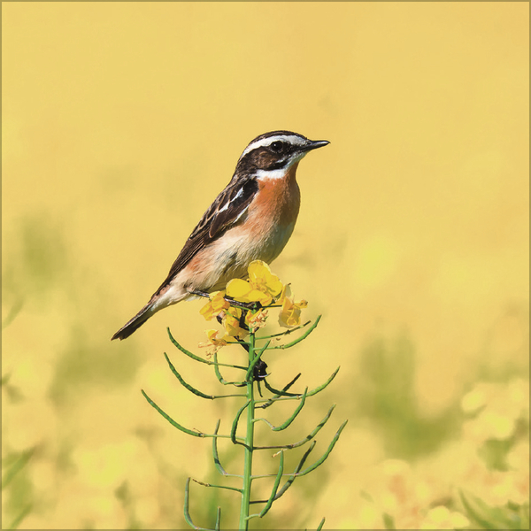 V&ouml;gel 2027, Innenansicht #7