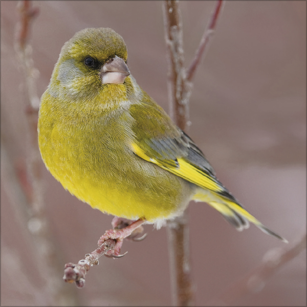 V&ouml;gel 2027, Innenansicht #9