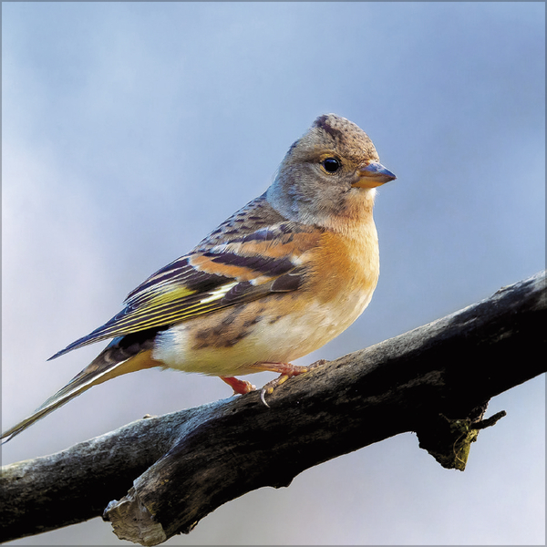 V&ouml;gel 2027, Innenansicht #10