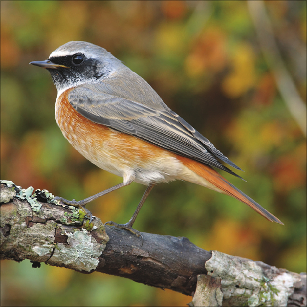 V&ouml;gel 2027, Innenansicht #11