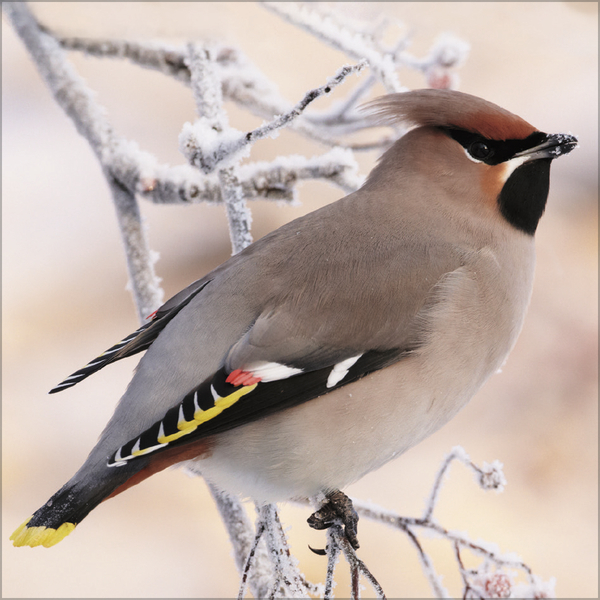 V&ouml;gel 2027, Innenansicht #12