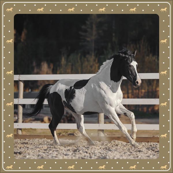 Pferdekalender 2027, Innenansicht #9