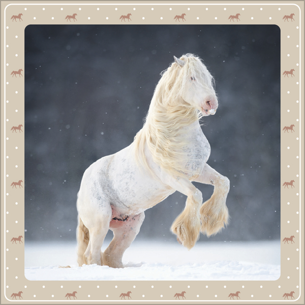 Pferdekalender 2027, Innenansicht #12