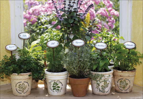 Kr&auml;uter und Gew&uuml;rze 2027, Innenansicht #6