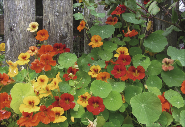 Kr&auml;uter und Gew&uuml;rze 2027, Innenansicht #7